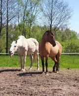Pod opieką Krakowskiego Towarzystwa Opieki nad Zwierzętami znajdują się 32 konie. Trzy z nich potrzebują stałych wziewów