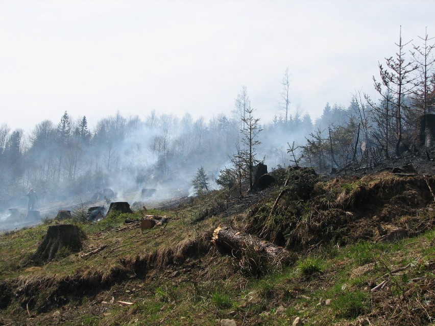 Duży pożar lasu przy granicy polsko-słowackiej, na szlaku ze Zwardonia na Wielką Raczę [FILM+FOTO]
