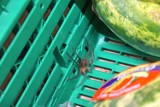 Pająki w skrzynkach z bananami. Klienci jednego z supermarketów ostrzegają: ''tak absurdalnie wielki, że wydał się niemożliwy'' 