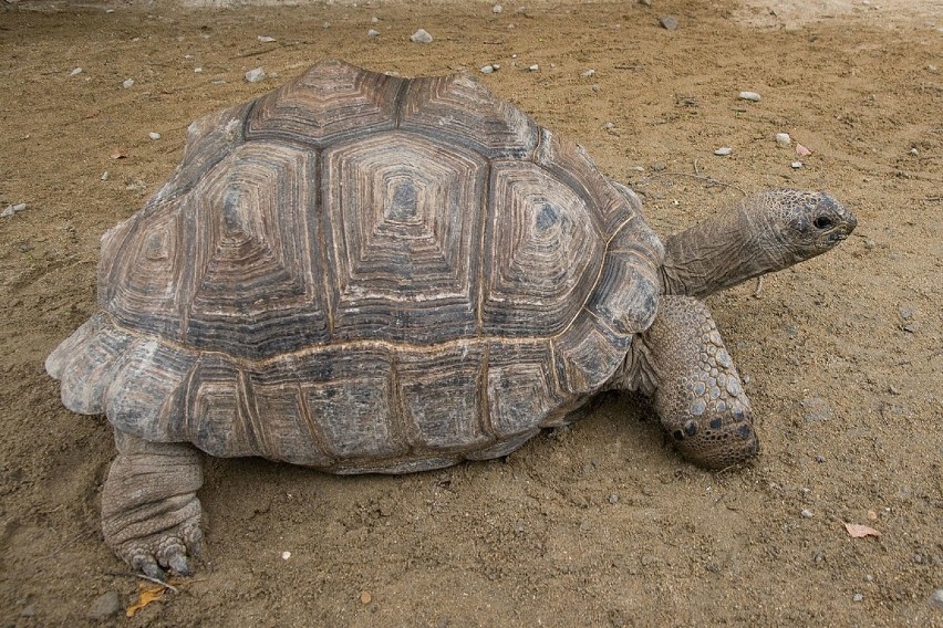 Żółwie generalnie są zwierzętami dość długowiecznymi, ale...
