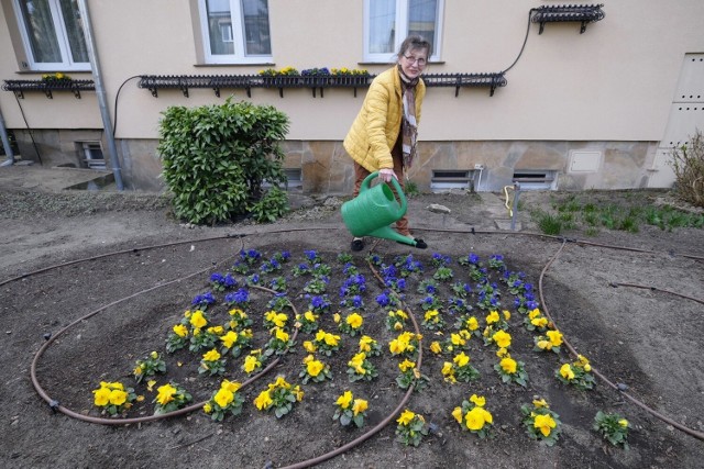 Gesty solidarności z Ukrainą przybierają różne formy - od ugoszczenia uchodźców w domu, przekazanie darów czy pieniędzy na organizacje pomocowe, aż po te symboliczne, takie jak wywieszenie flagi czy nawet zasadzenie kwiatów. 
Przejdź do kolejnego zdjęcia --->