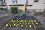 Flaga Ukrainy z kwiatów w Poznaniu. Niezwykły gest solidarności z uchodźcami. Zobacz zdjęcia!