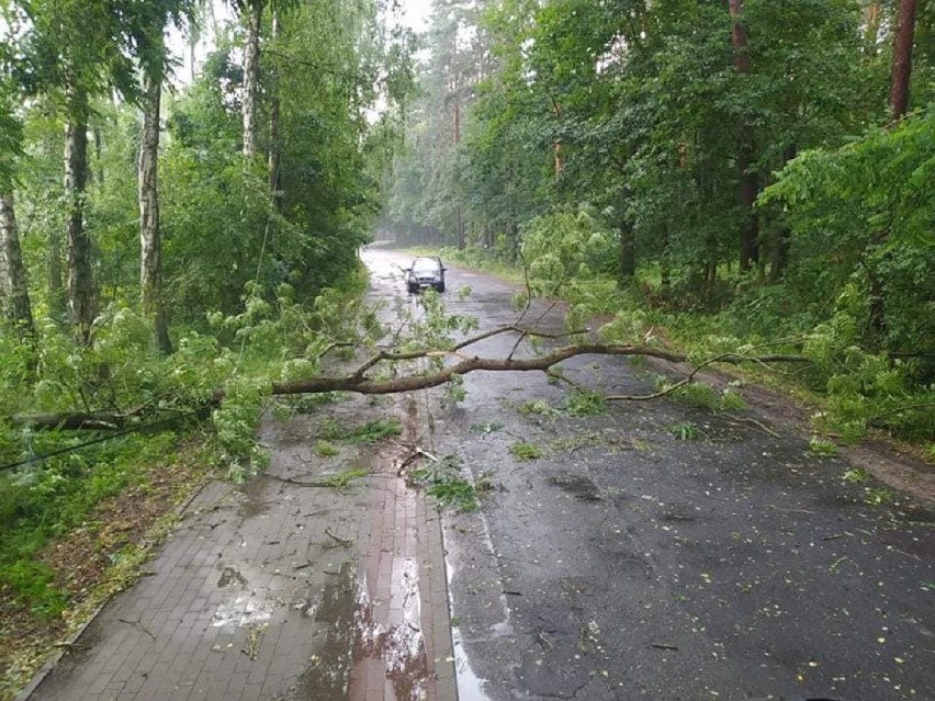 Przewrócone drzewo na drodze powiatowej w Mrówkach