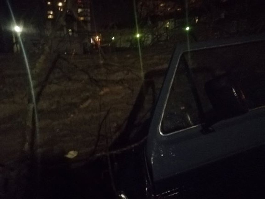 W Kołobrzegu przy ul. Zygmuntowskiej ogromne drzewo zmiażdżyło busa i uszkodziło drugie auto
