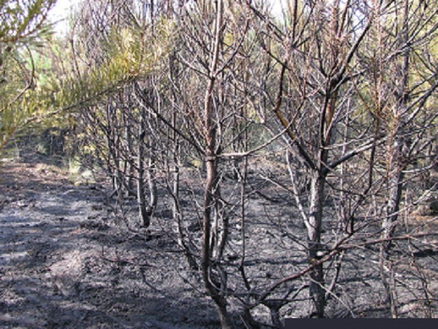 Pożar lasu w Rokutowie