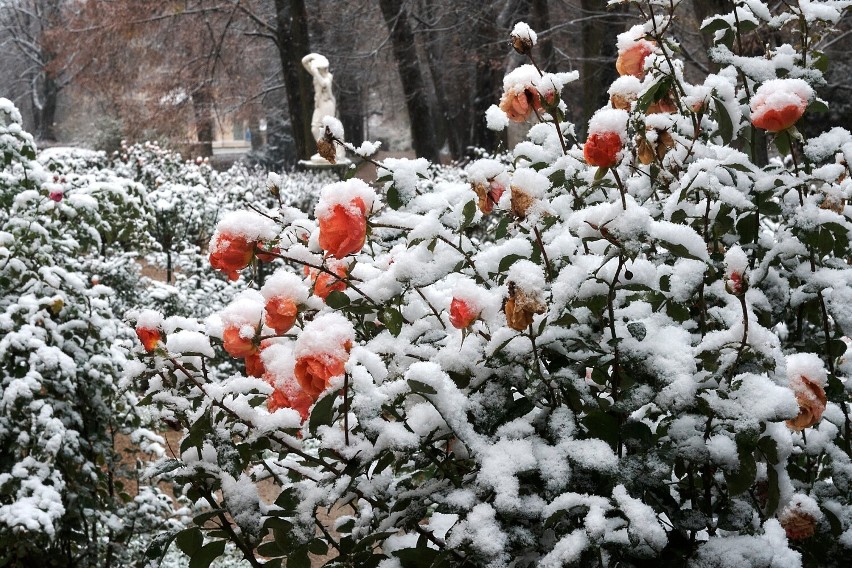  Zobacz, jak pięknie śnieg przyprószył park okalający łańcucką rezydencję (FOTO)