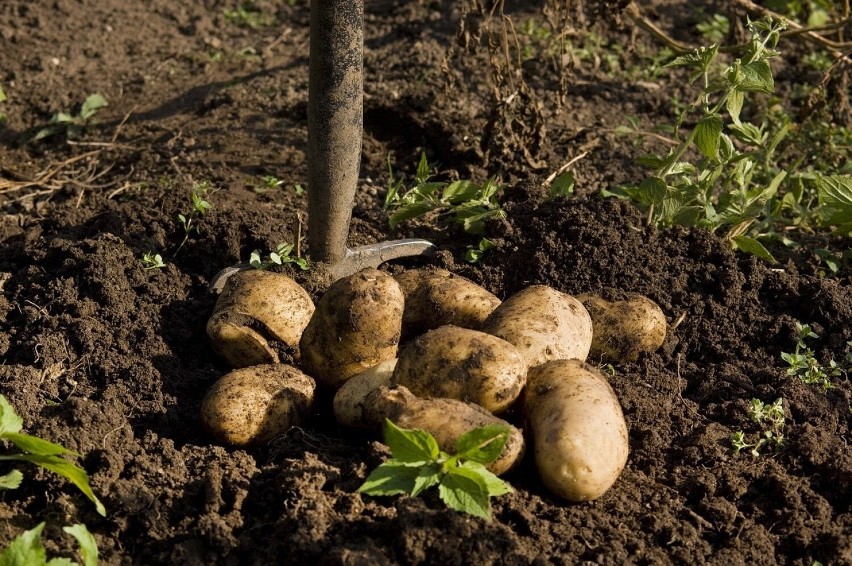Biały lub kremowy miąższ ziemniaka zapewnią odmiany: Irys,...