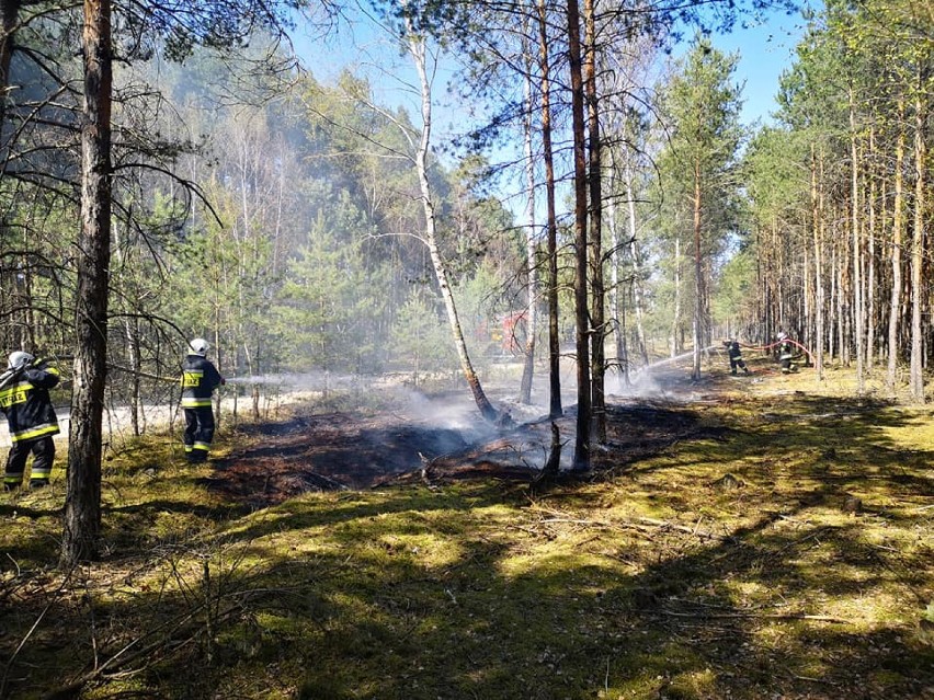 Pożar przy drodze wojewódzkiej 443 w gminie Gizałki