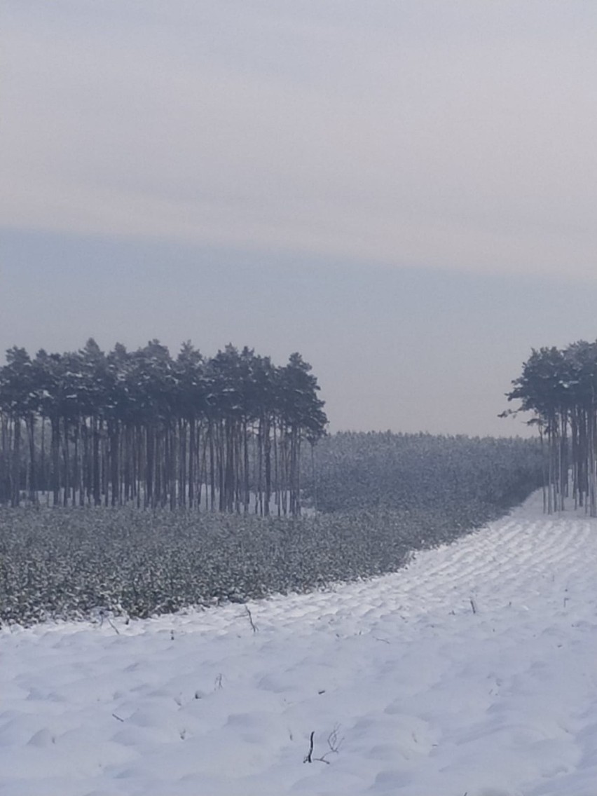 Piękna zima w lesie