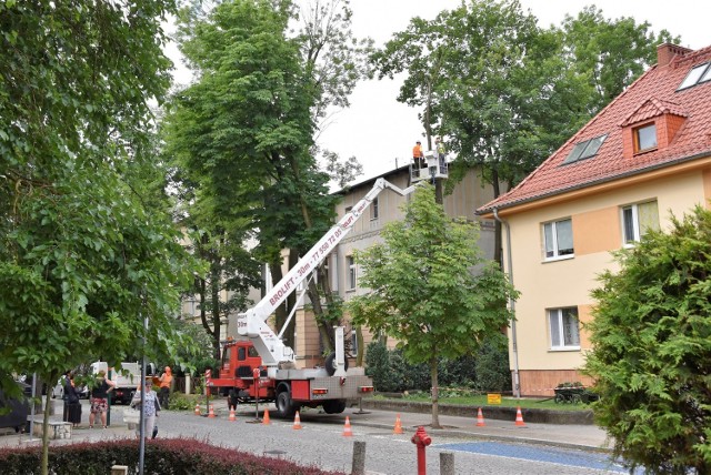 Wycinka drzew na terenie domu dziecka na Pasiece w Opolu. Dyrekcja podkreśla, że drzewa są spróchniałe u podstaw i stanowią zagrożenie.