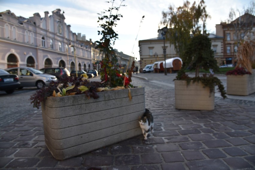 Rynek w Jarosławiu