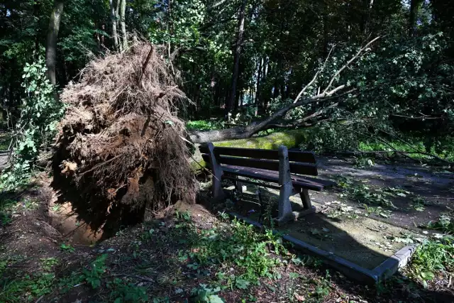 Podczas sierpniowej nawałnicy w Dębicy ucierpiało m.in. wiele drzew