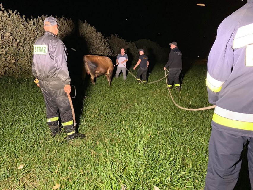 Poszukiwania byka w Zacharzynie: W akcji brali udział strażacy z trzech jednostek (FOTO)