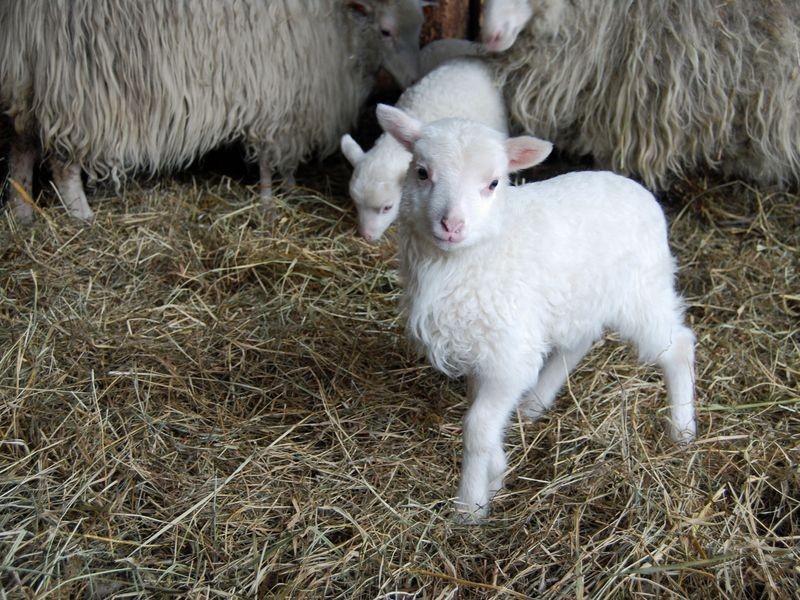 Wiosenny baby-boom we wrocławskim zoo (ZDJĘCIA)