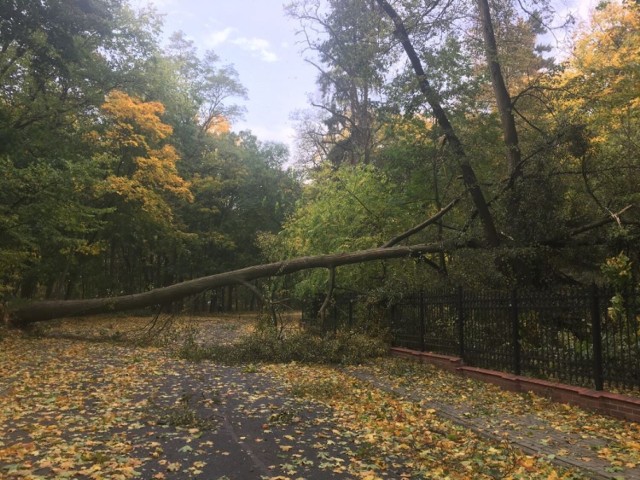 Park-arboretum w Gołuchowie. Uwaga! Wiatr połamał wiele drzew