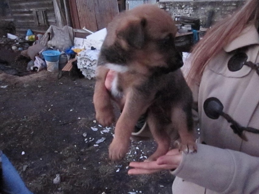 TOZ Jaworzno. Sześć szczeniaków do adopcji