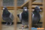 Oleśnica: Zjadą do nas hodowcy gołębi