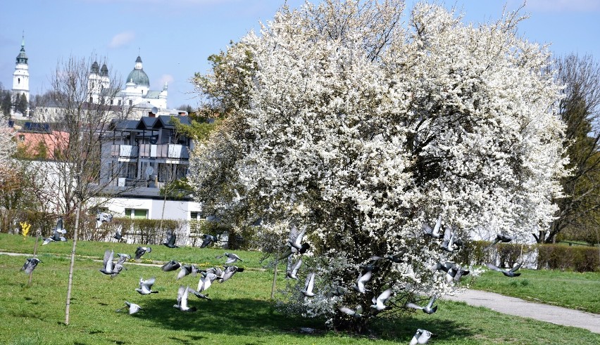 Chełm. Kwitną forsycje i wiosenne kwiaty. Wiosna zagościła w parku i na chełmskich osiedlach. Zobacz zdjęcia