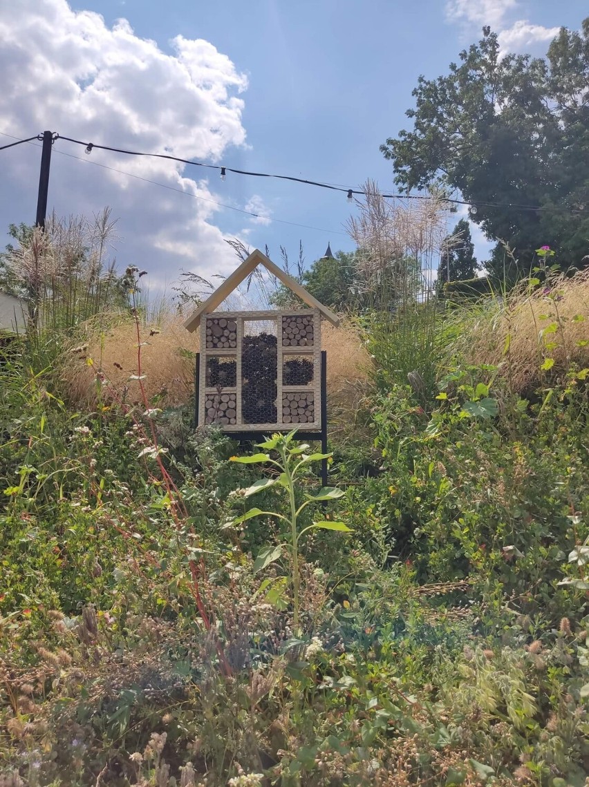 Domek dla pszczół i nowe tabliczki informacyjne w ogrodzie Śremskiego Środka Kultury [zdjęcia]