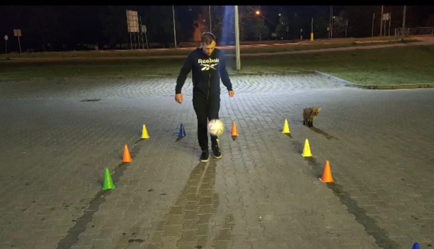 Szczecinecki lis lubi też piłkę nożną. Niesforne zwierzę [zdjęcia]