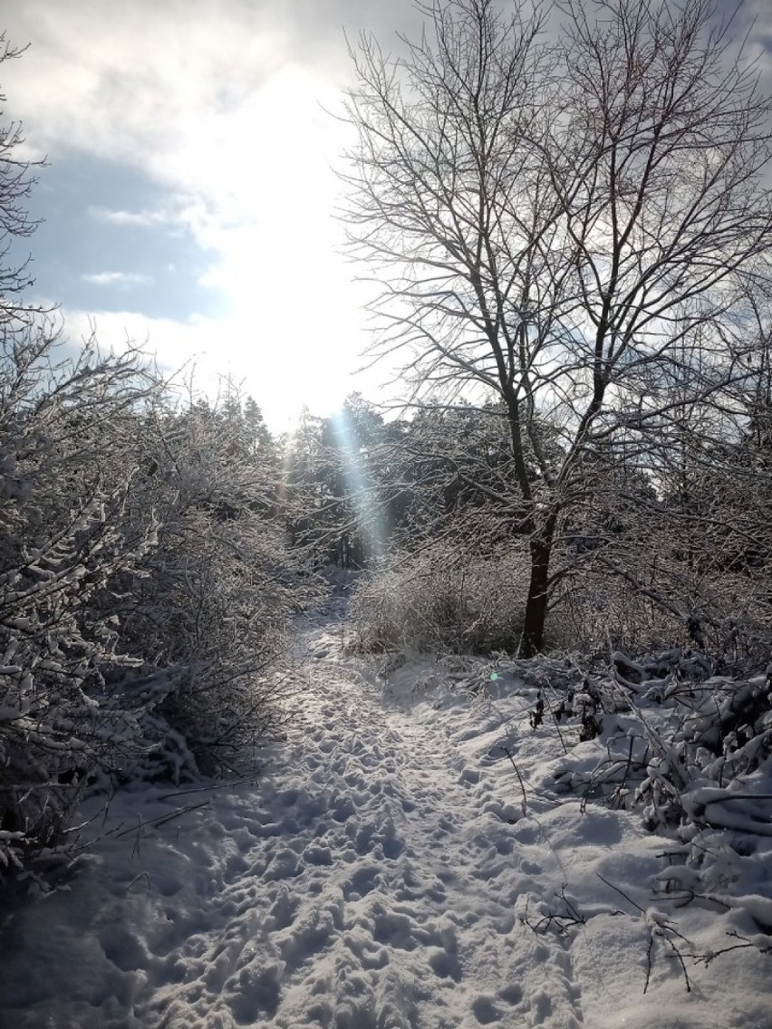  Zima przemieniła nasze okolice w baśniową krainę z „Opowieści z Narni”