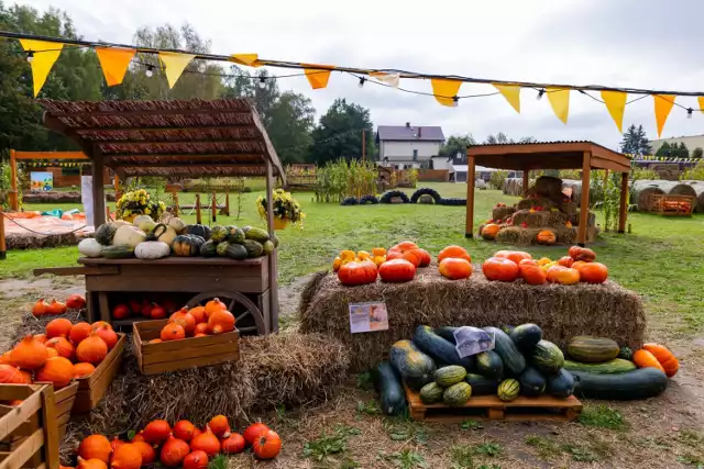 Farma Wuja Toma znajdująca się na Bielanach, to nowe fascynujące miejsce na mapie stolicy. Poza całym mnóstwem dyń znajdziemy tam szereg atrakcji takich jak basen z kukurydzą, labirynt w słomie, piramidy czy szklarnie z warzywami oraz mini zoo. Właściciele farmy przewidzieli atrakcje nie tylko dla dzieci, ale także dla ich rodziców czy dziadków. W dyniolandii urządzone jest mini zoo. W zagrodach znajdują się:
 owieczki kameruńskie, kózki bezrożne, świnki getyńskie miniaturowe, króliki, gęsi zbożowe, kaczki staropolskie czubate, kury zielononóźki.

GDZIE: ul. Wóycickiego 41
KIEDY: od poniedziałku do piątku w godzinach 12.00-20.00, zaś w soboty i niedziele od 10.00 do 20.00
WSTĘP: 25 / 35 zł