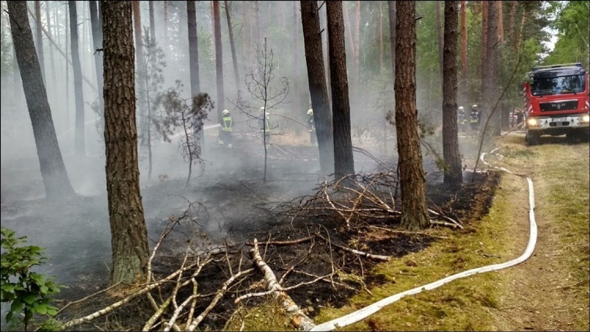 Dwa pożary lasu jednego dnia. Płonął las w Podgajach i koło Jastrowia [ZDJĘCIA]