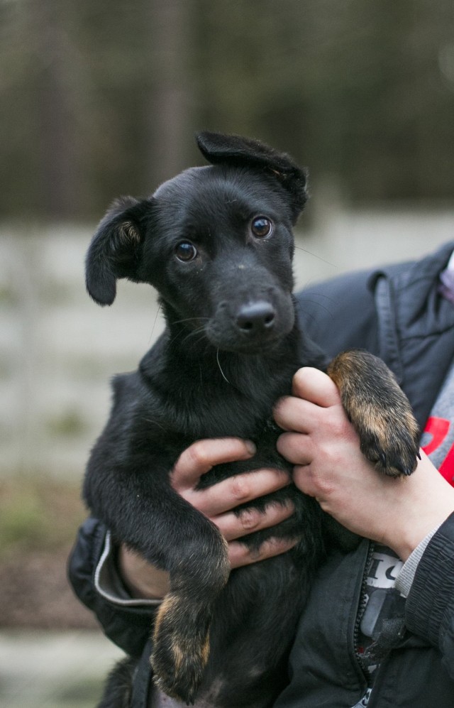 Uroczy maluch czeka na nowy odpowiedzialny dom :) Chłopczyk ma na imię Sprajt i ma około 4 miesięcy :) Najpewniej będzie średniej wielkości. Sprajt do Schroniska Przylasek przybył 22.12.2019 roku z Nowogrodźca. Obowiązuje wizyta przedadopcyjna. Nie wydamy Sprajta do mieszkania na dworze. Zapraszamy codziennie w godzinach od 12 do 17. Więcej infomacji odnośnie adopcji można uzyskać pod numerem telefonu 600 044 362 :)