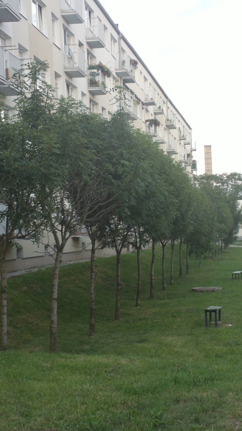 Jarzębiny na osiedlu Reja