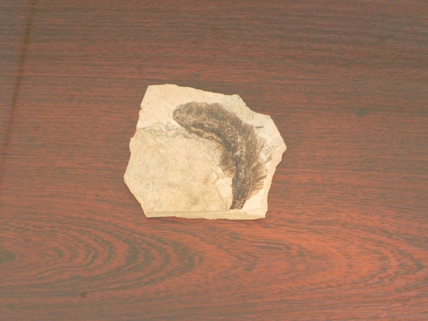 pióro sprzed 150 milionów lat