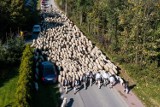 Jesienny redyk w gminie Niedźwiedź zakończył sezon pasterski w Beskidzie Wyspowym i Gorcach