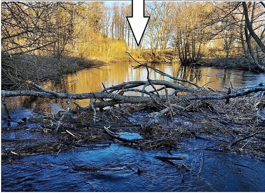 Sprzątanie rzeki Wieprzy 2022