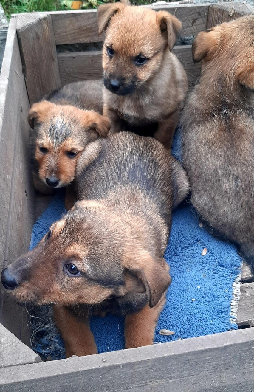 Straż Miejska w Wyrzysku szuka domu dla szczeniaków. Ich właścicielka nie jest w stanie się nimi zająć 