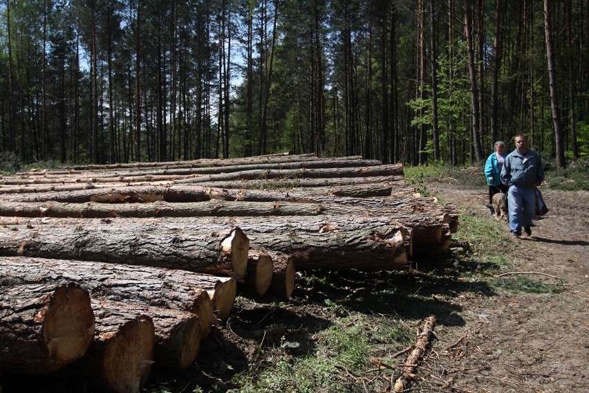 Gdynia: Wycinka kilkuset drzew na Karwinach i Dąbrowie [ZDJĘCIA]