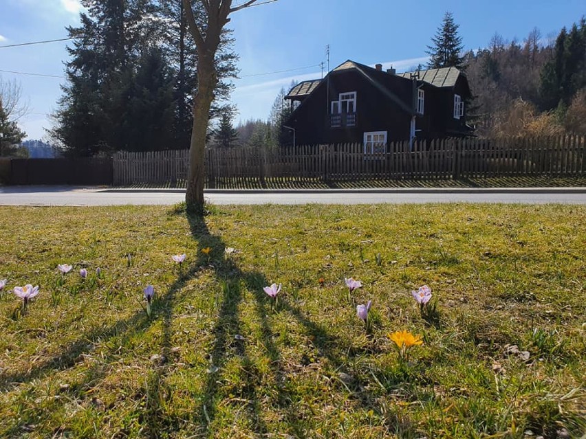 Sezon na krokusy rozpoczęty. Nie trzeba jechać w Tatry [ZDJĘCIA]