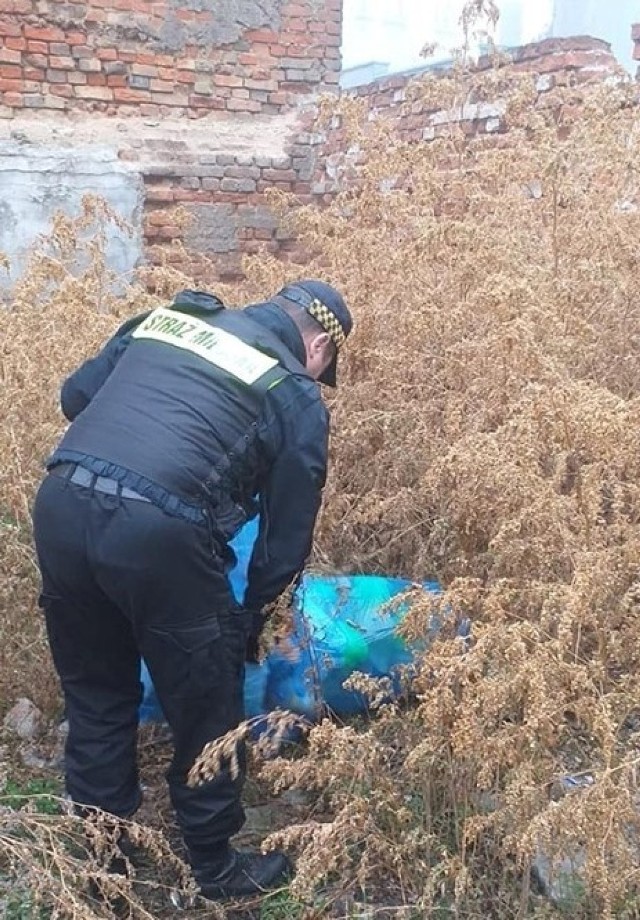 W miniony piątek funkcjonariusze Straży Miejskiej podczas patrolu zauważyli wyrzucone worki z odpadami komunalnym na ulicy Kościuszki w Inowrocławiu. 

Strażnicy przeszukali śmieci i ustalili ich właściciela. 

- Okazało się, że był to mieszkaniec ulicy Rzeźnickiej. Za wyrzucenie odpadów został ukarany mandatem karnym w wysokości 200 złotych i zobowiązany do ich uporządkowania - relacjonują strażnicy miejscy.

Przypominają, że za zaśmiecanie można otrzymać mandat karny w wysokości od 50 do 500 zł.