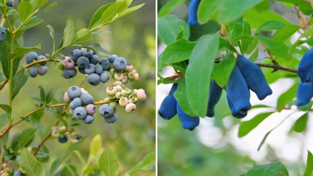 Borówka amerykańska (z lewej) i jagoda kamczacka mają podobne owoce, ale to różne rośliny. Trzeba o tym pamiętać, sadząc je w ogrodzie.