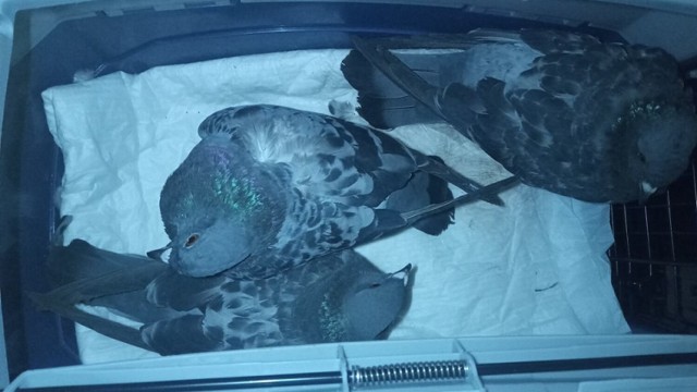 Trzy ranne ptaki trafiły pod opiekę Fundacji na Pomoc Zwierzętom w Boguszowie - Gorcach. Ktoś do nich strzelał