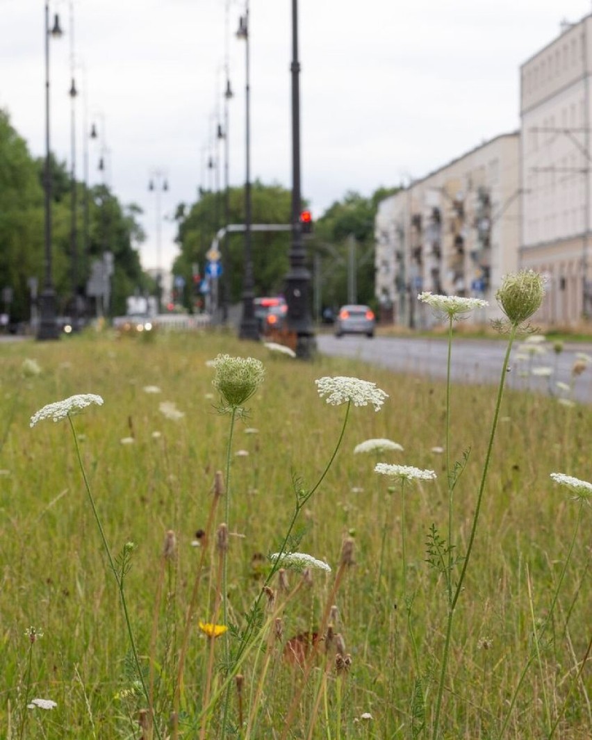 Warszawa wstrzymuje koszenie traw