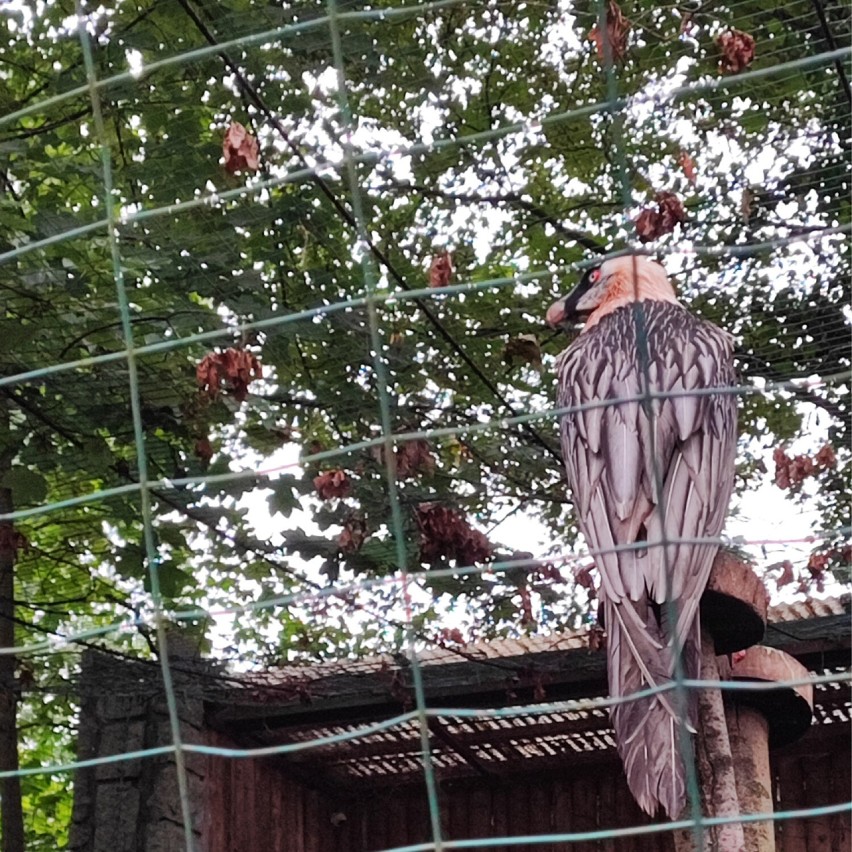 Przesuwaj zdjęcia w prawo - naciśnij strzałkę lub przycisk...