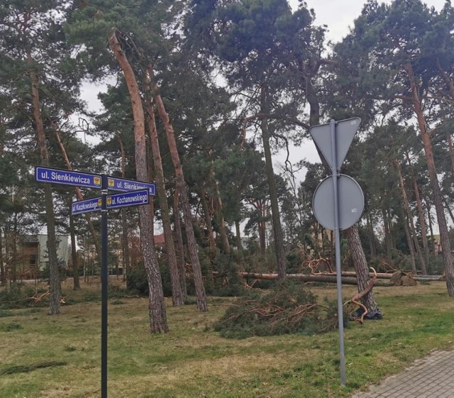 - Skutki wichury znów dosięgają ulice Sinkiewicza, kolejne wieloletnie drzewa powalone. Uważajmy - apeluje radny Nowej Soli Rafał Stachowiak. Zobacz więcej zdjęć w galerii >>>>>