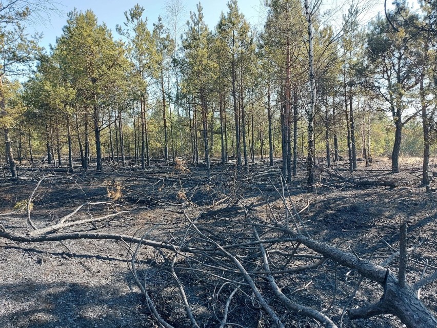 Pożar lasu w pobliżu ulicy Wspólnej w Olkuszu