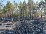 Pożar lasu w pobliżu ulicy Wspólnej w Olkuszu. Przez trudny dostęp do miejsca zdarzenia wykorzystano samoloty gaśnicze [ZDJĘCIA]