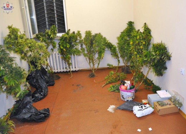 Do 3 lat więzienia grozi 21-letniemu mieszkańcowi gminy Urzędów, którego zatrzymano za posiadanie 124 gramów marihuany. Dodatkowo nieopodal jego miejsca zamieszkania ujawniono plantację konopi indyjskich. Hodowla liczyła 10 drzewek o wysokości 160 cm.