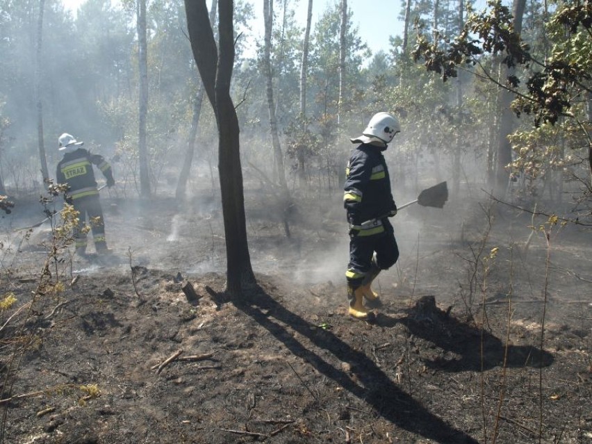 Ogromny pożar lasu w Sieradzy. Spłonęło 7 hektarów [ZDJĘCIA]