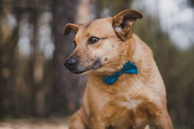 Chcesz znaleźć przyjaciela, który nigdy cię nie zawiedzie i obdarzy bezinteresownym uczuciem? Bezdomne psy polecają się do adopcji. Zobacz zdjęcia. Prezentujemy psy do adopcji z Radomskiego Schroniska dla Bezdomnych Zwierząt. Na zdjęciu Kornel, który bardzo czeka na własny dom i swojego człowieka. 

Zobacz kolejne zdjęcia klikając w strzałki na klawiaturze bądź za pomocą gestów >>