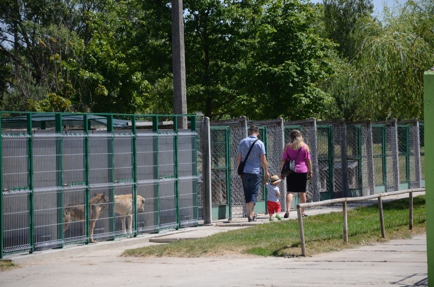 Bełchatów. W schronisku dla zwierząt ruszył dzień adpocji "PSYgarnij PSIE serducho"