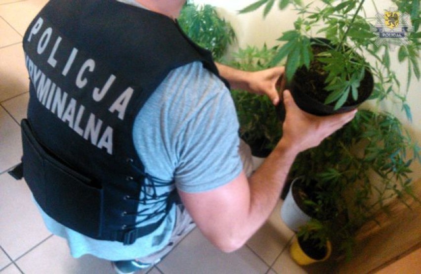 Słupsk
Hodował marihuanę w ogródku przy domu

Policjanci ze...