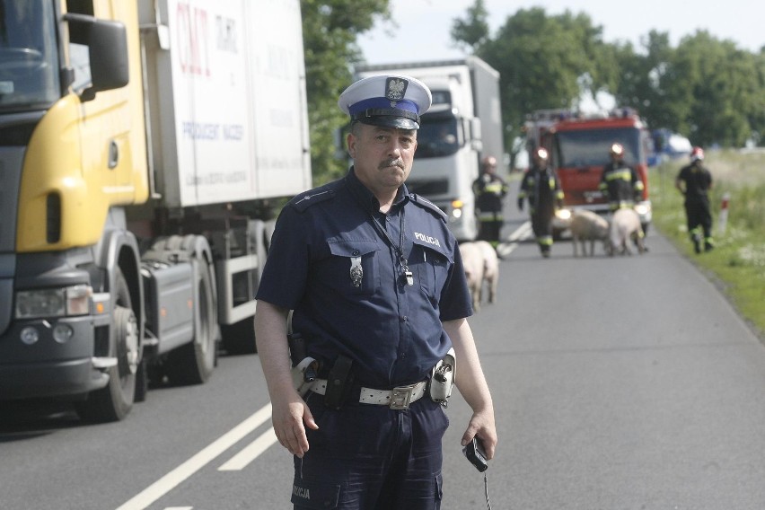 Wypadek ciężarówki ze świniami na trasie Legnica - Złotoryja (ZDJĘCIA)