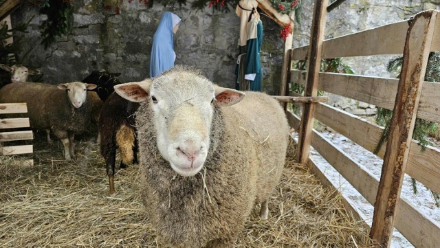 Żywa szopka stanęła przy klasztorze na Karczówce w Kielcach. Są owce! Zobacz zdjęcia >>>